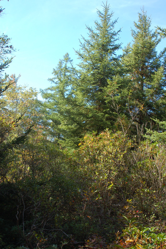 Red Spruce - Mixed Hardwood Palustrine Woodland, Fourth Run